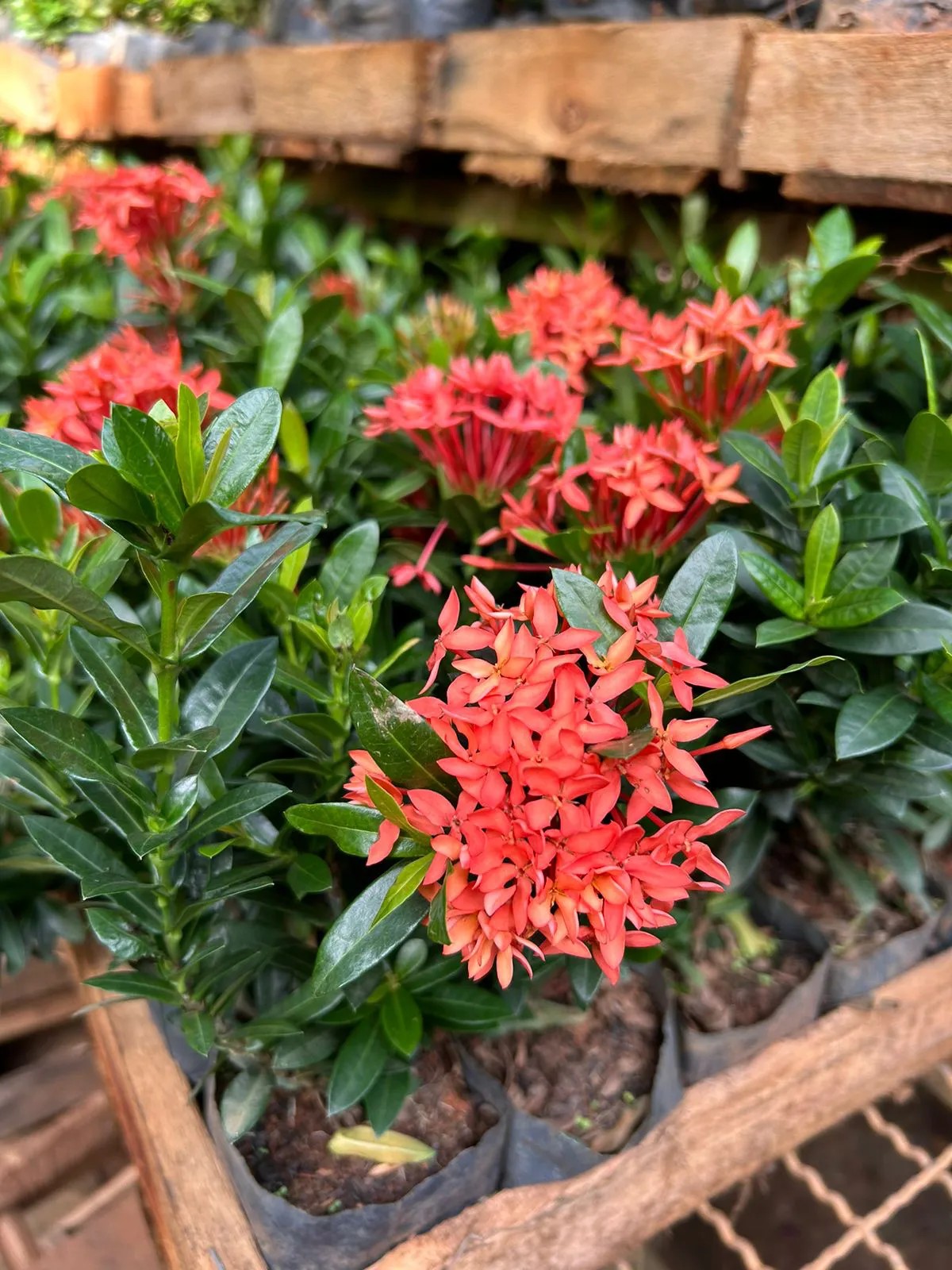 Mudas de Ixoria